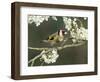 Goldfinch Perched Amongst Blackthorn Blossom, Hertfordshire, England, UK-Andy Sands-Framed Photographic Print