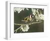 Goldfinch Perched Amongst Blackthorn Blossom, Hertfordshire, England, UK-Andy Sands-Framed Photographic Print