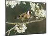 Goldfinch Perched Amongst Blackthorn Blossom, Hertfordshire, England, UK-Andy Sands-Mounted Photographic Print