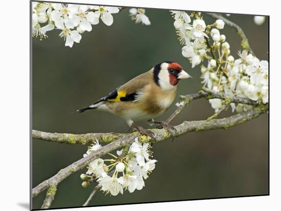 Goldfinch Perched Amongst Blackthorn Blossom, Hertfordshire, England, UK-Andy Sands-Mounted Photographic Print