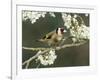 Goldfinch Perched Amongst Blackthorn Blossom, Hertfordshire, England, UK-Andy Sands-Framed Photographic Print