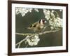 Goldfinch Perched Amongst Blackthorn Blossom, Hertfordshire, England, UK-Andy Sands-Framed Photographic Print