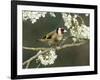 Goldfinch Perched Amongst Blackthorn Blossom, Hertfordshire, England, UK-Andy Sands-Framed Photographic Print