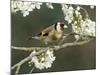 Goldfinch Perched Amongst Blackthorn Blossom, Hertfordshire, England, UK-Andy Sands-Mounted Photographic Print