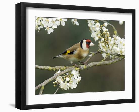 Goldfinch Perched Amongst Blackthorn Blossom, Hertfordshire, England, UK-Andy Sands-Framed Photographic Print