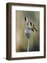 Goldfinch perched on frost covered Teasel , Hertfordshire, England, UK-Andy Sands-Framed Photographic Print