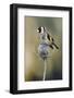 Goldfinch perched on frost covered Teasel , Hertfordshire, England, UK-Andy Sands-Framed Photographic Print