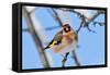Goldfinch perched on twig in garden hedge, Scotland-Laurie Campbell-Framed Stretched Canvas
