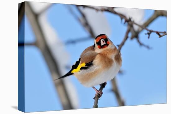 Goldfinch perched on twig in garden hedge, Scotland-Laurie Campbell-Stretched Canvas