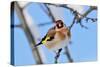 Goldfinch perched on twig in garden hedge, Scotland-Laurie Campbell-Stretched Canvas