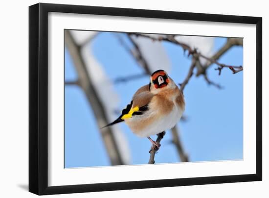 Goldfinch perched on twig in garden hedge, Scotland-Laurie Campbell-Framed Photographic Print