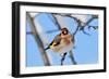 Goldfinch perched on twig in garden hedge, Scotland-Laurie Campbell-Framed Photographic Print