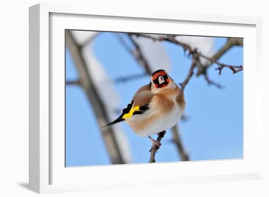 Goldfinch perched on twig in garden hedge, Scotland-Laurie Campbell-Framed Photographic Print