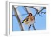 Goldfinch perched on twig in garden hedge, Scotland-Laurie Campbell-Framed Photographic Print