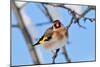 Goldfinch perched on twig in garden hedge, Scotland-Laurie Campbell-Mounted Photographic Print