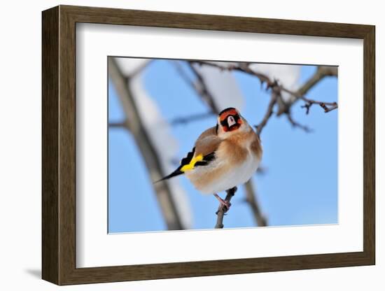 Goldfinch perched on twig in garden hedge, Scotland-Laurie Campbell-Framed Photographic Print