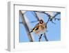 Goldfinch perched on twig in garden hedge, Scotland-Laurie Campbell-Framed Photographic Print