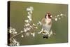 Goldfinch Spring Blossom-null-Stretched Canvas