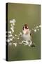 Goldfinch Spring Blossom-null-Stretched Canvas