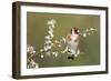 Goldfinch Spring Blossom-null-Framed Photographic Print