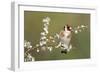 Goldfinch Spring Blossom-null-Framed Photographic Print