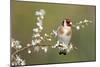 Goldfinch Spring Blossom-null-Mounted Photographic Print