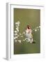 Goldfinch Spring Blossom-null-Framed Photographic Print