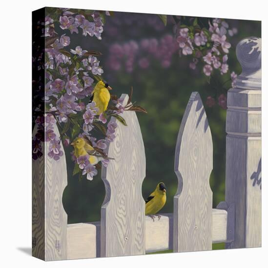 Goldfinch Trio-Jeffrey Hoff-Stretched Canvas