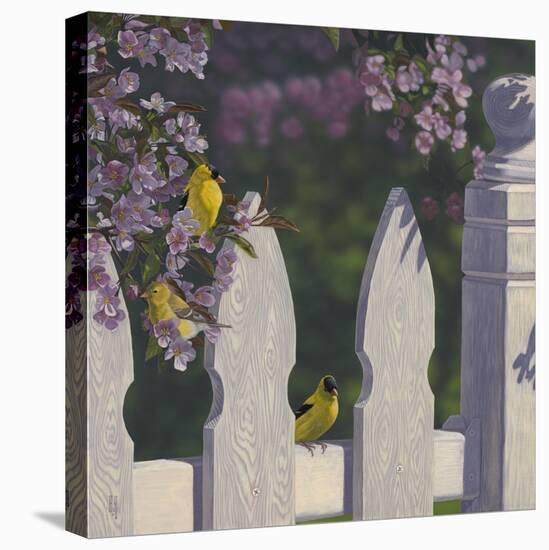 Goldfinch Trio-Jeffrey Hoff-Stretched Canvas