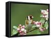 Goldfinch with Blossom-null-Framed Stretched Canvas
