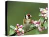 Goldfinch with Blossom-null-Stretched Canvas