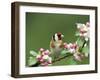 Goldfinch with Blossom-null-Framed Photographic Print