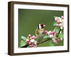 Goldfinch with Blossom-null-Framed Photographic Print