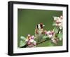 Goldfinch with Blossom-null-Framed Photographic Print