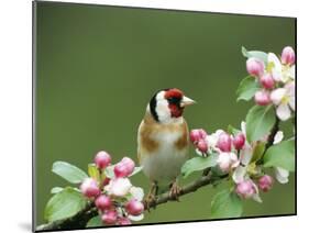 Goldfinch with Blossom-null-Mounted Photographic Print