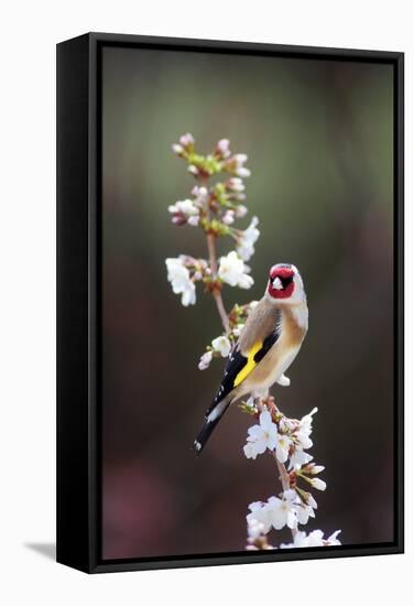 Goldfinch-Colin Varndell-Framed Stretched Canvas