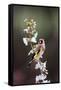 Goldfinch-Colin Varndell-Framed Stretched Canvas