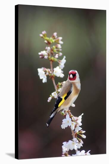 Goldfinch-Colin Varndell-Stretched Canvas