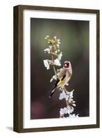 Goldfinch-Colin Varndell-Framed Photographic Print