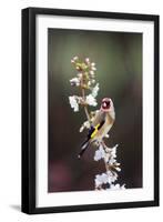 Goldfinch-Colin Varndell-Framed Photographic Print