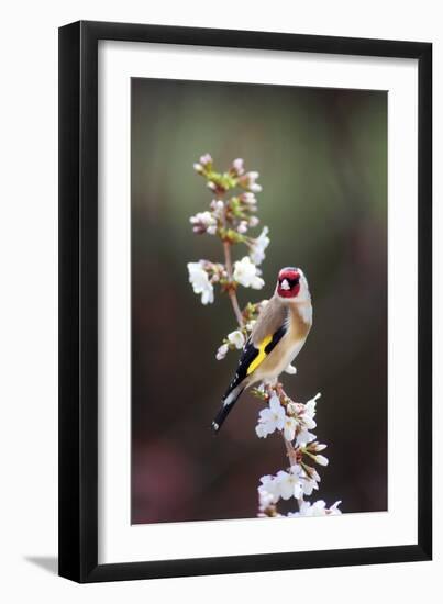 Goldfinch-Colin Varndell-Framed Photographic Print