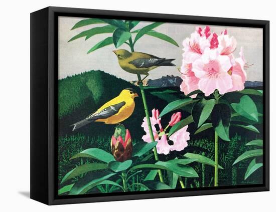 Goldfinch-Fred Ludekens-Framed Stretched Canvas