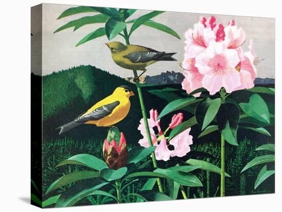 Goldfinch-Fred Ludekens-Stretched Canvas