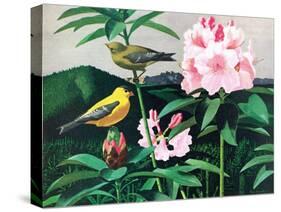 Goldfinch-Fred Ludekens-Stretched Canvas