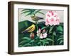Goldfinch-Fred Ludekens-Framed Giclee Print