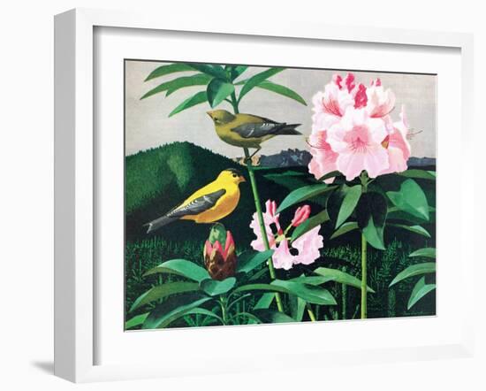 Goldfinch-Fred Ludekens-Framed Giclee Print