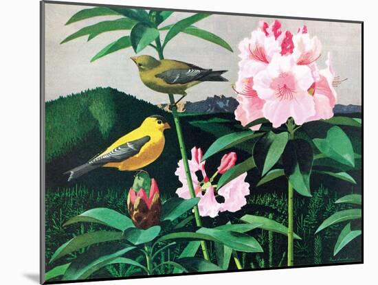 Goldfinch-Fred Ludekens-Mounted Giclee Print