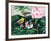 Goldfinch-Fred Ludekens-Framed Premium Giclee Print