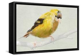 Goldfinch-Sarah Butcher-Framed Stretched Canvas