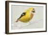 Goldfinch-Sarah Butcher-Framed Art Print